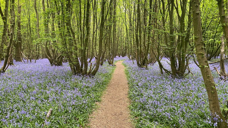 Bluebells_Herts- TomR.jpg
